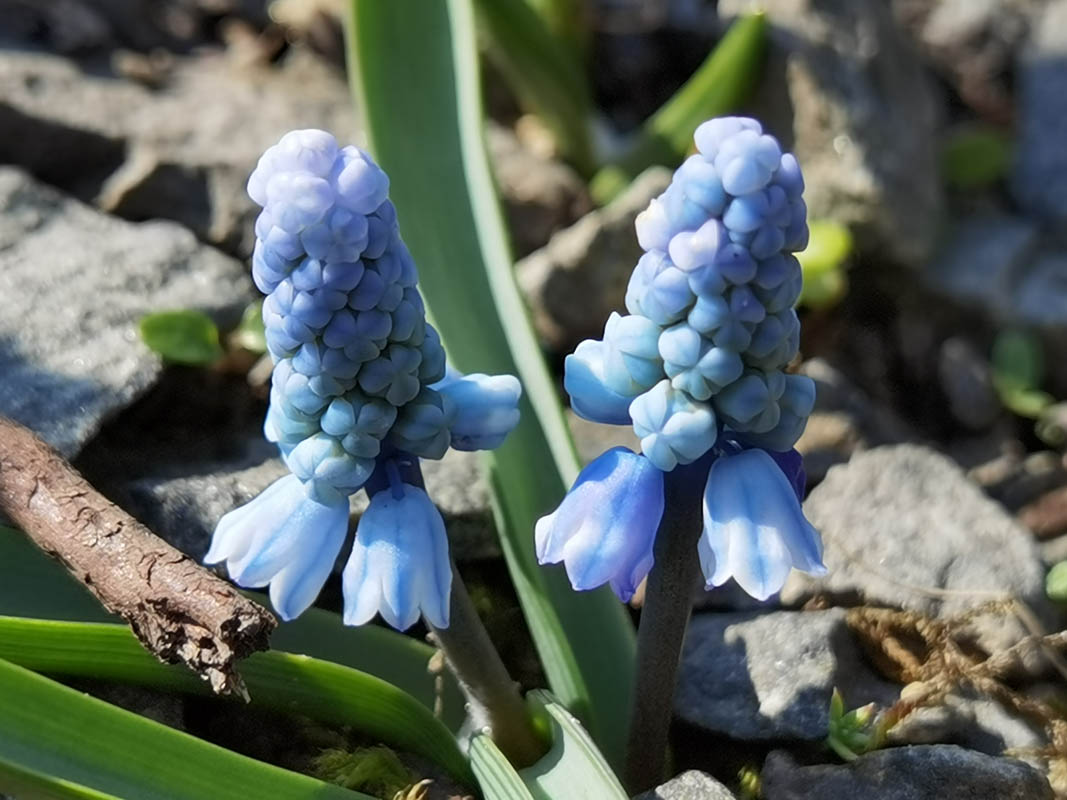 Muscari azureum en fleurs dans une prairie d'altitude du Caucase